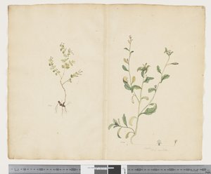 Euphorbia sparrmannii; Lobelia alata, c.1790-95