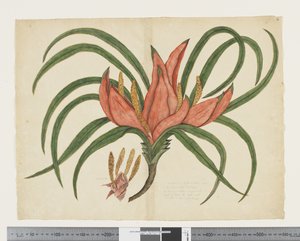 Freycinetia baueriana, c.1790-95 by John (attr. to) Doody