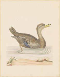 Roan Duck by John Abbot