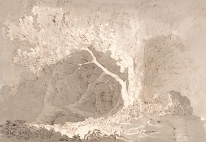 Tree Study