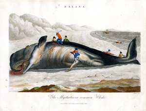 Greenland Whale or Common Whale