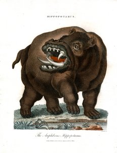 Hippopotamus