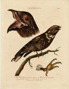 Nightjars (Caprimulgus)