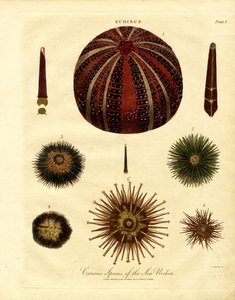 Various Sea Urchin Species