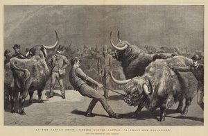 At the Cattle Show, judging Scotch Cattle, A Fractious Hielander