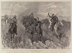 Collecting Forage in South Africa, how the Colonials manage a Refractory Mule Team