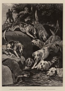 Otter Hunting in Cumberland, the Otter cornered