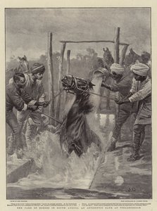 The Care of Horses in South Africa, An Antiseptic Bath at Stellenbosch