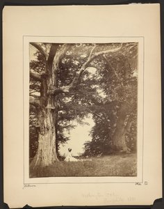 Washington Oak, Presqu