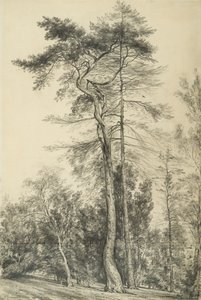 Fir Trees