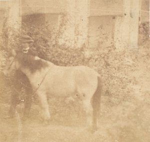 Man and Horse, Government House, Allahabad by John Constantine Stanley