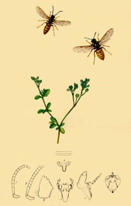Anchor-Faced Wasp: Vespa rufa