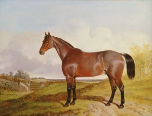 Study of a Bay Hunter in a landscape, 1854