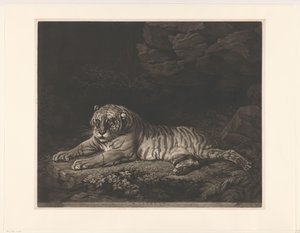 A Tigress