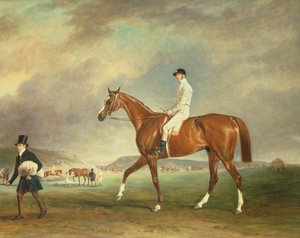 The Cur Chestnut Racehorse with Jockey Up on Newmarket Heath