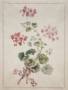 A Collection of Flowers Drawn from Nature: No. 6 - Scarlet and Variegated Geranium by John Edwards
