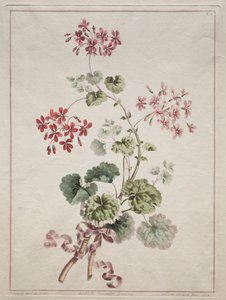 A Collection of Flowers Drawn from Nature: No. 6 - Scarlet and Variegated Geranium, 1801 by John Edwards