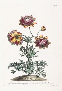 Broad Leaved Garden Anemone by John Edwards