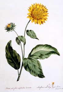 Sunflower with Large Jagged Leaves, Illustration from 