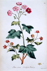 Sweet Canada Raspberry [Rubus odoratus], illustration from 