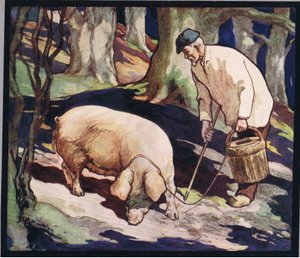 A pig searching for truffles, illustration from 