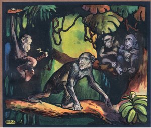 Chimpanzee