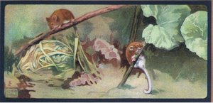 Dormouse