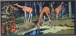 Giraffe