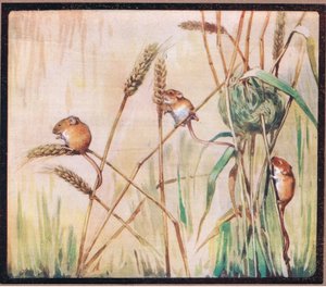 Harvest Mice