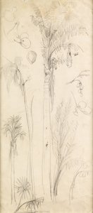 Palm Trees
