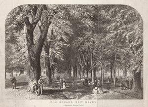 Elm Arcade View of the Green by John Filmer