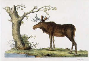 Cervus Alces (Moose)