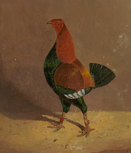 Fighting Cocks: a Dark-Breasted Fighting Cock, Facing Left