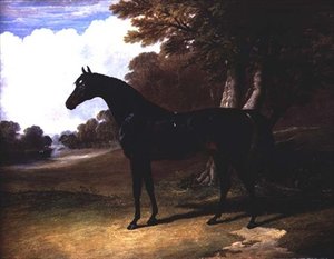 Gaucus, a Dark Bay Horse in a Wooded Landscape by John Frederick Herring Senior