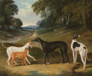Greyhounds, 