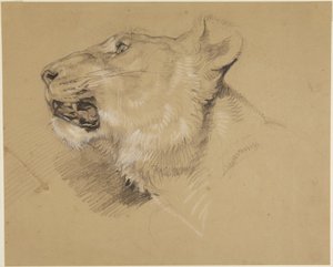 Head of Lioness by John Frederick Lewis