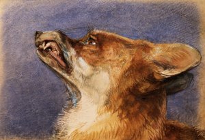 Head of a Fox by John Frederick Lewis