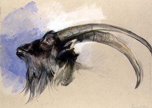 Head of a Steinbock