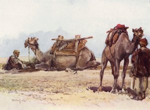 Study of Camels and Attendants by John Fulleylove