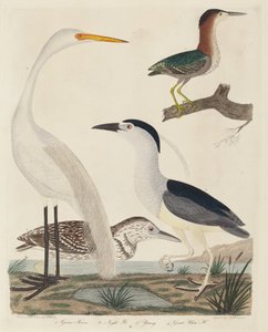 Green Heron, Night Heron, Young Heron, and Great White Heron by John G. Warnicke