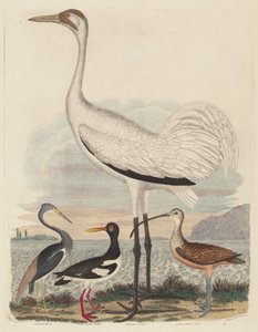 Louisiana Heron, Pied Oyster-catcher, Hooping Crane, and Long-billed Curlew by John G. Warnicke