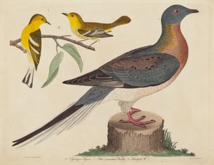 Passenger Pigeon, Blue-mountain Warbler, and Hemlock Warbler by John G. Warnicke