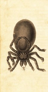 Pinktoe Tarantula, Avicularia avicularia, 1800 (engraving) by John Gabriel Stedman