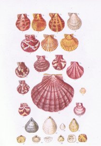 British Scallops, Nature in Britain published by Collins
