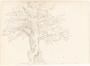 An Oak Tree by John Glover