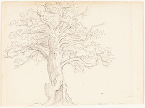 An Oak Tree by John Glover