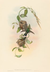 Chlorostilbona prasina Puncheran