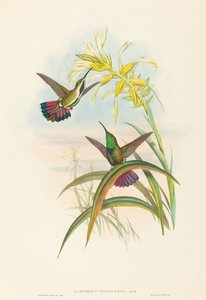 Lampornis veraguensis Veraguan Mango