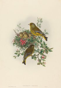 Ligurinus Chloris Greenfinch by John Gould and Henry Constantine Richter John Gould and Henry Constantine Richter