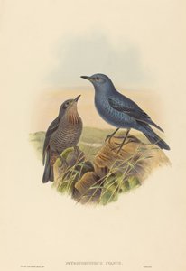 Petrocossyphus cyanus Blue Rockthrush